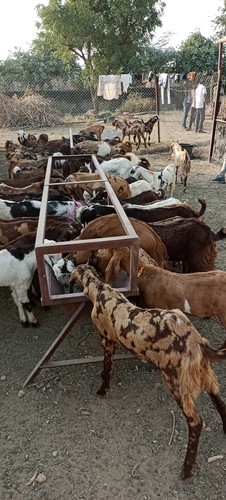 गुजरी//अजमेरी//सिरोही//kids//अवेलेबल//My//Farm  — photo 3