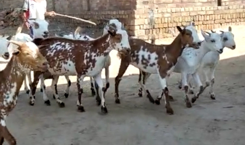 All Breed Goat — photo 2