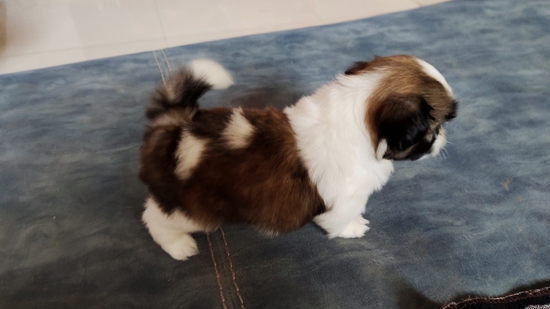 Shihtzu — photo 2