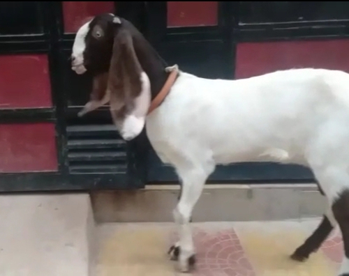 Haydrabadi Goat — photo 2