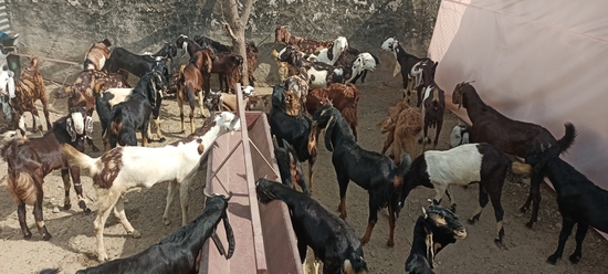MP GOAT FARM AJMER RAJASTHAN — photo 6