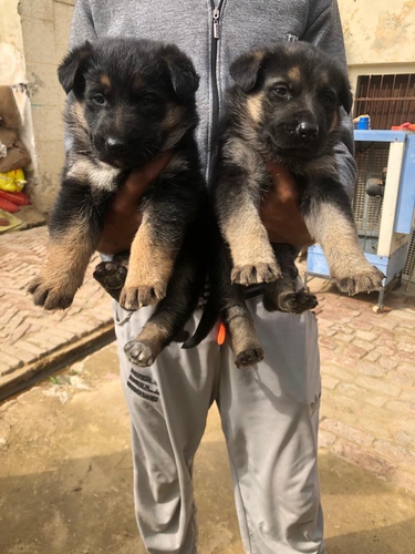 German shepherd — photo 3