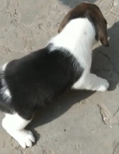 Beagle Puppy — photo 2