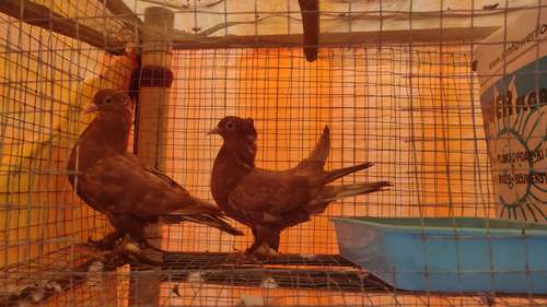 Australian pair pigeon — photo 2