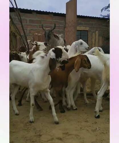 Sojat Male  Goat