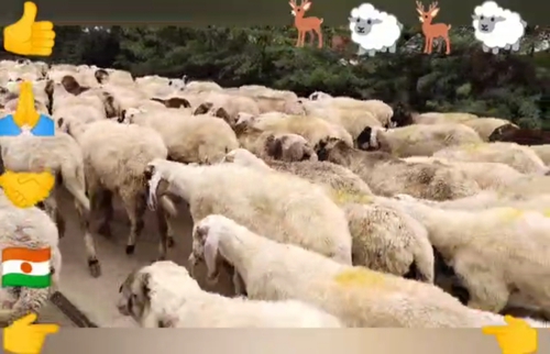 All Breed Goats Available — photo 3