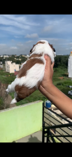 Sitzu female puppies — photo 2