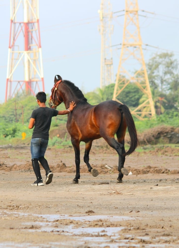 Colt Angraj Horse — photo 4