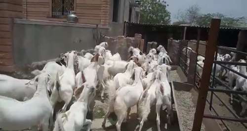 Sojat Goat — photo 2