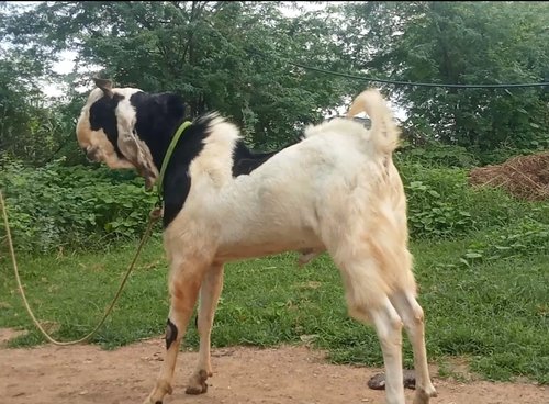 Hyderabadi 