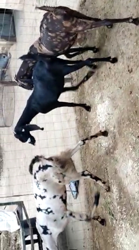 Sirohi & Beetal Goat — photo 2
