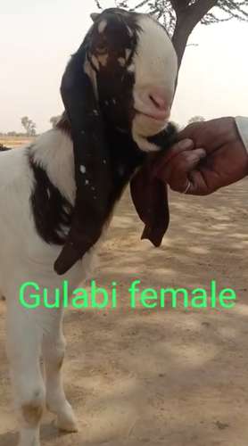 Totapari Goat