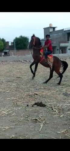 Desi Marwadi Horse — photo 6
