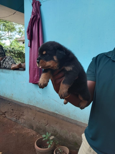Rottweiler Puppy — photo 3