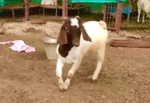 Goat — photo 3