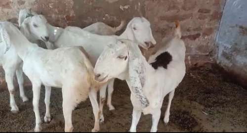 Sojat  Female Goat — photo 3