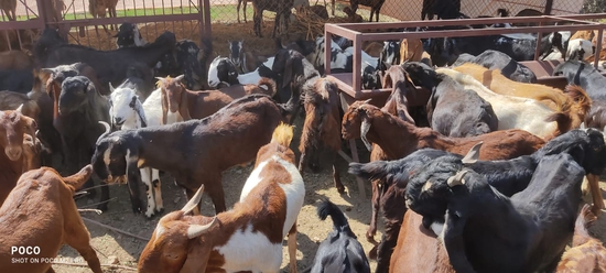 Goats With Good Quility — photo 4