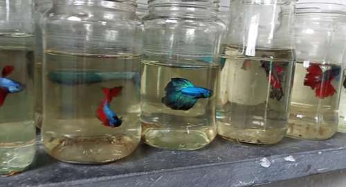 Half-Moon Bettas Fish