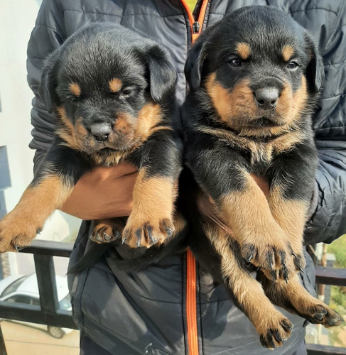 Rottweiler — photo 2