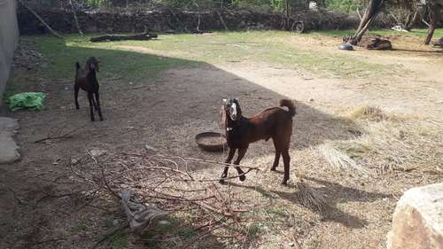 Ajmeri Goat