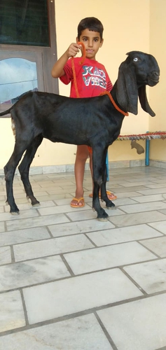 Beetal Goat — photo 3