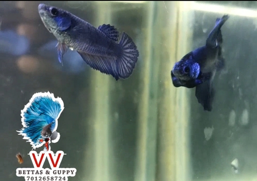 Royal blue ohm Fish — photo 2