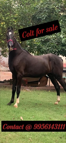 Marwari Horse  — photo 6