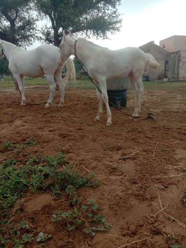 Marwadi horse