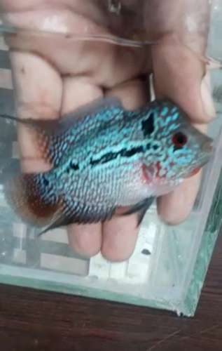 Fish — photo 3