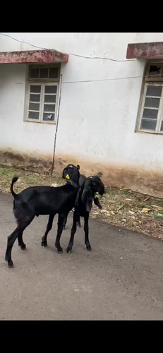 Black. Zet bital goat — photo 2