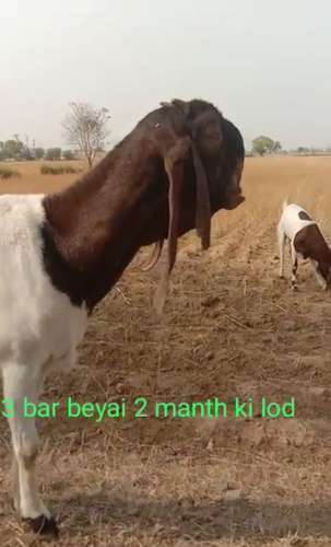 Totapari  Female Goat