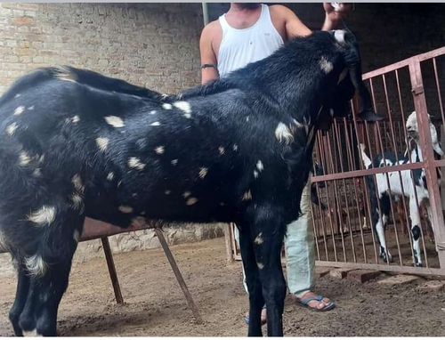 Betal breeder goat