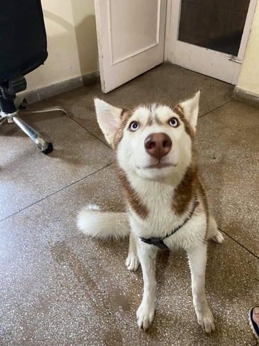 Husky Puppy — photo 2