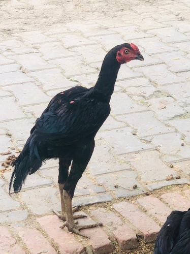 Hen