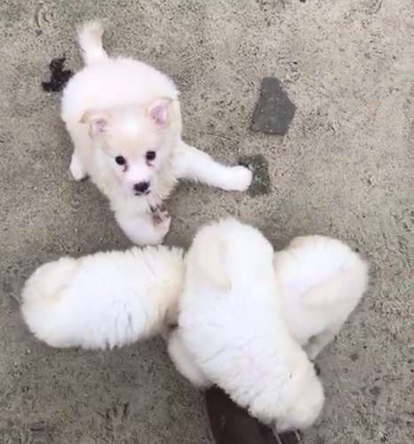 Dog — American Eskimo Puppy🐶, Warri, Nigeria