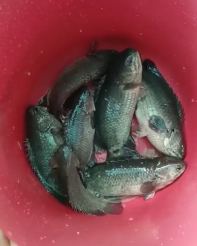 Vietnam koi Fish — photo 3