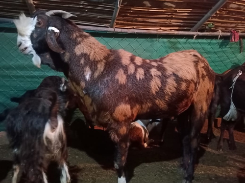 Gujari Goat — photo 3