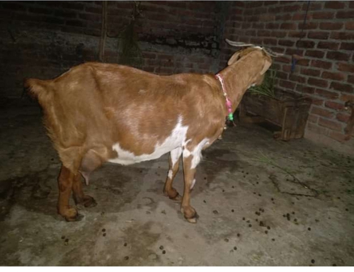 Barbari female goat with 2 kid — photo 2
