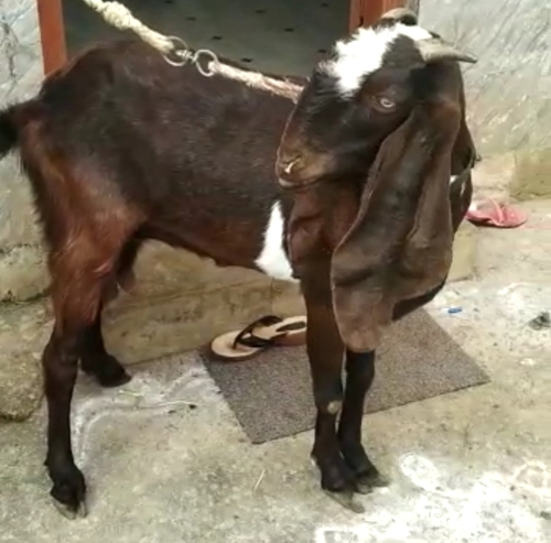 Jamunapuri Goat — photo 5