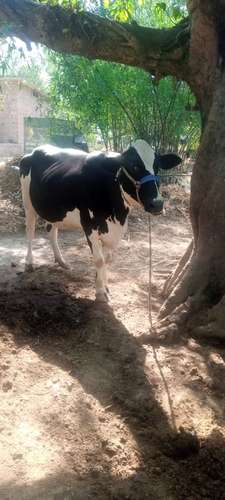 Cow ambersree — photo 2