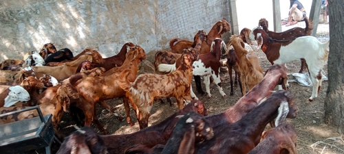 All Breed Goats Available — photo 3
