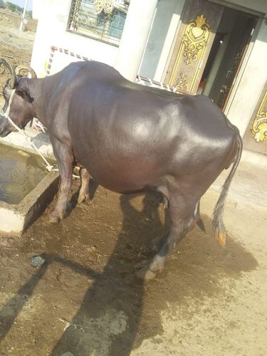 Pregnent Buffalo — photo 4