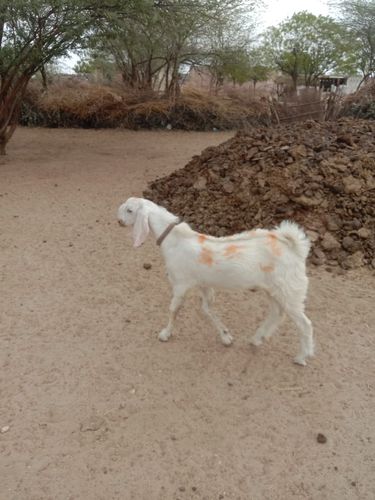 Sojat Goat — photo 3