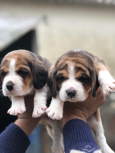 Beagle