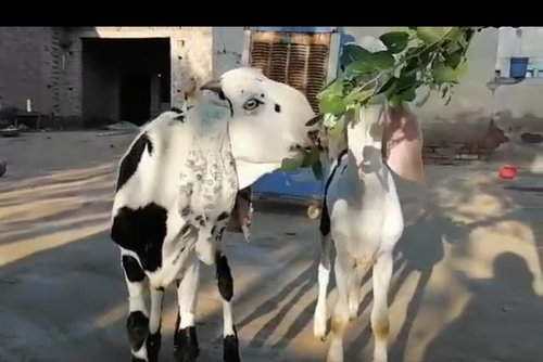 Punjabi beetal  — photo 3