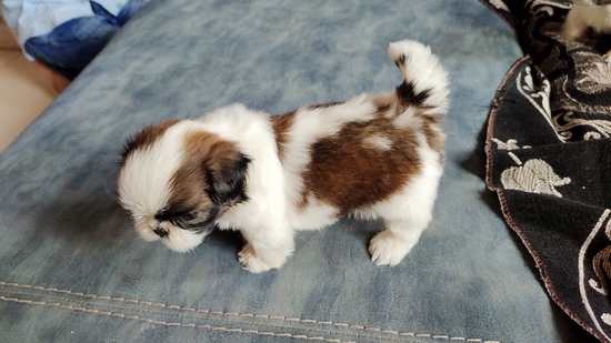 Shihtzu