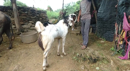 Gujri Goat — photo 2