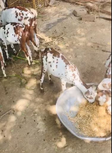 Barbari goats — photo 3