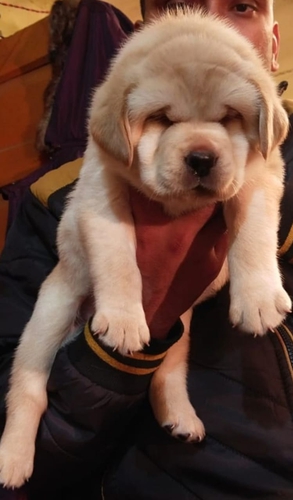 Labrador puppy — photo 3