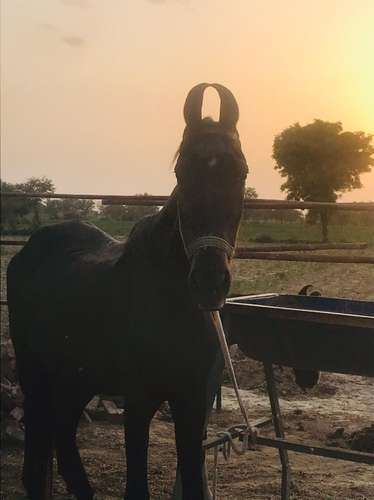 Marwadi Horse 🐎